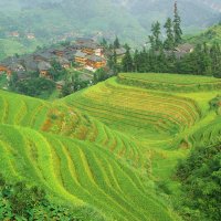 Longsheng, drakenrug rijstterrassen
